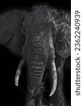 Small photo of "Grace in Monotony: Elephant in Black and White"