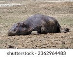 Small photo of "Aquatic Behemoth: The Mighty Hippopotamus"