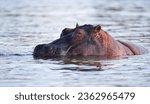 Small photo of "Aquatic Behemoth: The Mighty Hippopotamus"