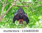 Fruit bat hanging on tree in...