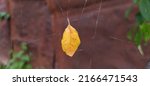 Yellow Leaf On Spider Web Photo ...
