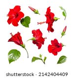 Red Hibiscus Flowers Collection ...