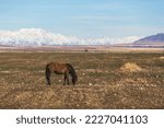 Small photo of A horse on a meager pasture against a mountain landscape. Kazakhstan
