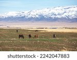 Small photo of A horses on a meager pasture against a mountain landscape. Kazakhstan