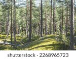 Coniferous Forest In Karelia...