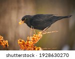 Blackbird  Turdus Merula  On...