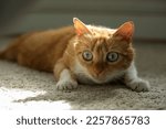 Red cat preparing to hunt, cat with big eyes focusing and wathing prey 