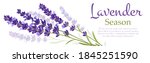 lavender realistic banner... | Shutterstock .eps vector #1845251590