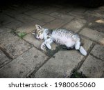close up view of a cute kitten... | Shutterstock . vector #1980065060