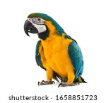 Blue and yellow macaw in front 