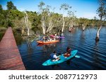 Tourists Kayak Around Wetlands...