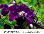 The Clematis 