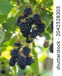 Natural Fresh Blackberries In A ...