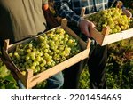Close up grape field two boxes with ripe white grapes in hands of winemaker male field workers. Sunlight illuminates harvest. Large ripe bunches berries lie beautiful in containers