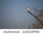 A Seagull At The Top Of A Tree.