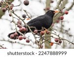 A Male Blackbird On A Tree With ...