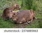 Small photo of A captive female wapiti rests on a lawn.