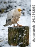 Small photo of A scavenger vulture bird outside in winter with snow and food on a log.