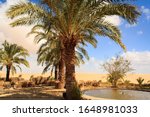 Siwa Oasis Egypt Tourism Travel