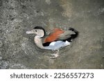 Ringed Teal Duck In The Bird...