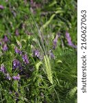 Small photo of plant with purple blossom called Vogel - Wicke grows in a grain field