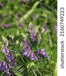 Small photo of plant with purple blossom called Vogel - Wicke grows in a grain field