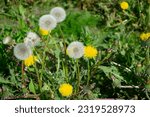 Small photo of Dandelion officinalis is a well-known plant with a rosette of basal leaves and large bright yellow inflorescences-baskets of lingual flowers. In inclement weather and at night, the basket is closed.