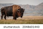 American bison in south dakota