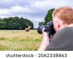 Wildlife photographer taking photos of deer