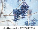 Ice Wine. Wine Red Grapes For...