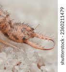Small photo of Profile view of a Spotted-wing Antlion larvae with large mandibles, on the beach (Euroleon nostras)