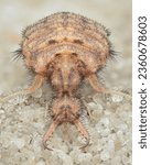 Small photo of Full, symmetrical view of a Spotted-wing Antlion larvae with large mandibles, on the beach (Euroleon nostras)