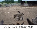 Donkeys and donkey babies in...