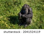 West African chimpanzee (Pan troglodytes verus) sitting in the grass. Blurred background. Selective focus.