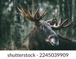 Small photo of Portrait of a moose bull with big antlers close up in forest. Selective focus.