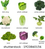 Kinds Of Cabbage. White  Red ...