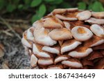 White Spore Print On The Top Of ...