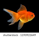 Gold Fish Isolated On Black...