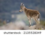 Mountain Goat On A Rock With...