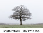 Solitary Frosted Oak Tree In A...
