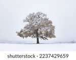 Solitary oak tree in a snow covered landscape, with a misty wintery background. 