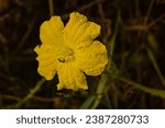 Small photo of Close up of Sponge gourd flower. Sponge gourd flower. Yellow Sponge gourd flower against green leaves. Luffa aegyptiaca,the sponge gourd,Egyptian cucumber or Vietnamese luffa. Selective focus.