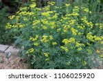 Small photo of common rue or herb of grace (Ruta graveolens) herbal plant in the garden, selected focus, narrow depth of field