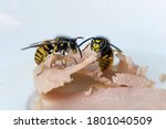 Small photo of Two wasps are eating ham at an outdoor dinner, in late summer they can become nuisance and dangerous for allergy sufferers, macro shot, copy space, selected focus, narrow depth of field