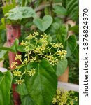 Small photo of Beautiful Treebine or scientific name is Cissus verticillata, Cissus is a genus of approximately 350 species of lianas (woody vines) in the grape family
