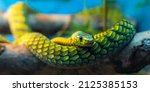Green Snake Head Close Up With...