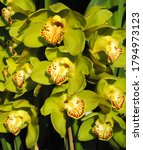 Small photo of Cymbidium orchid fully blooms at Gangtok in Sikkim, India. Orchid is the state flower of Sikkim and it is known for aromatic values and decorative items. 523 species of orchids are found in Sikkim.