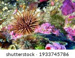 Sea Urchin  Paracentrotus...