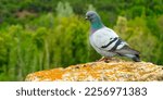 Small photo of Rock Dove Rock Pigeon Domestic Pigeon Columba livia perched on a rock