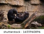 Two Female Chimpanzees Take...